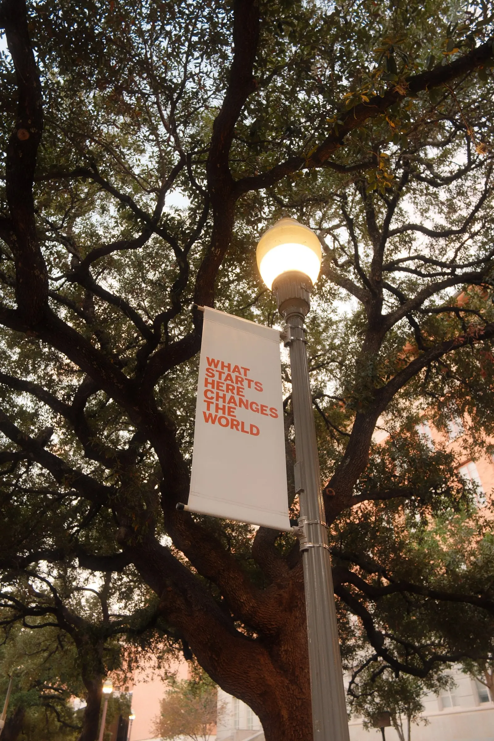 A UT Austin banner under an oak tree — Austin