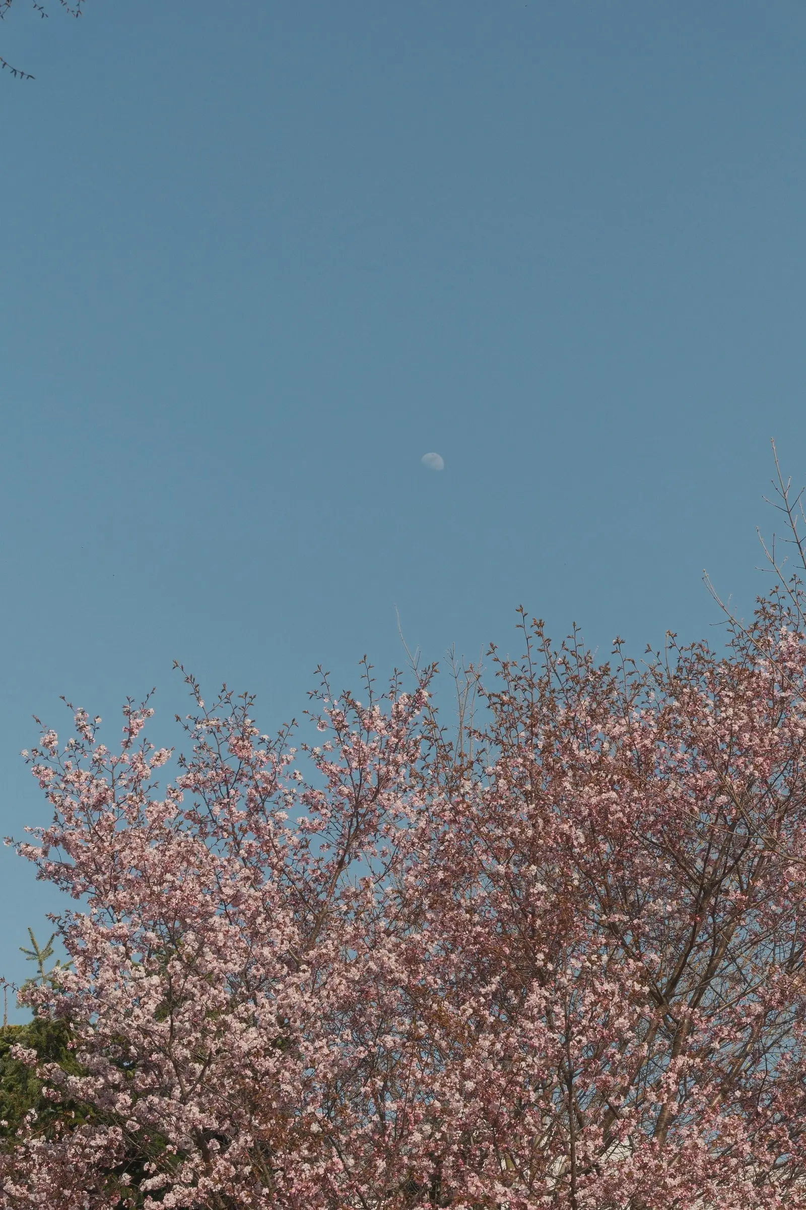 Cherry blossoms under a daytime moon — Asahikawa