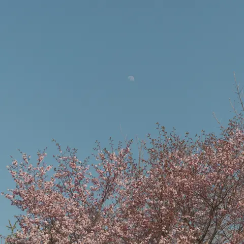 Cherry blossoms under a daytime moon — Asahikawa