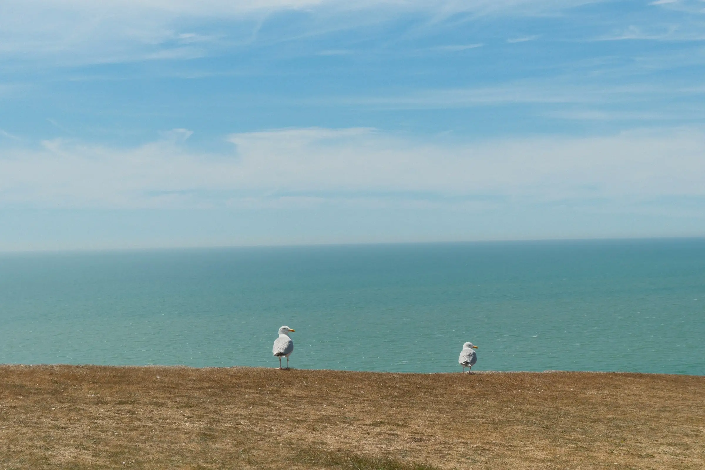 Two seagulls on a clifftop overlooking the sea — Seven Sisters